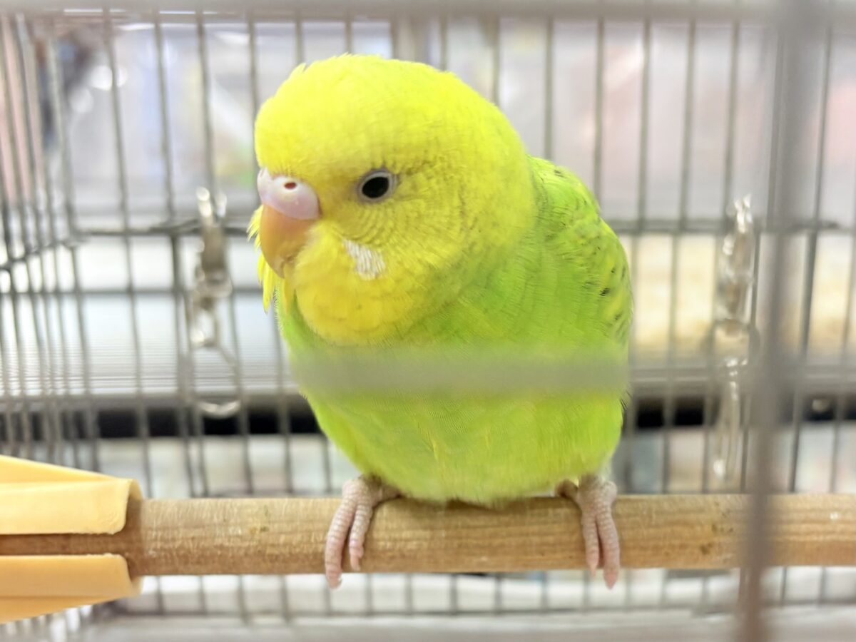 セキセイインコ