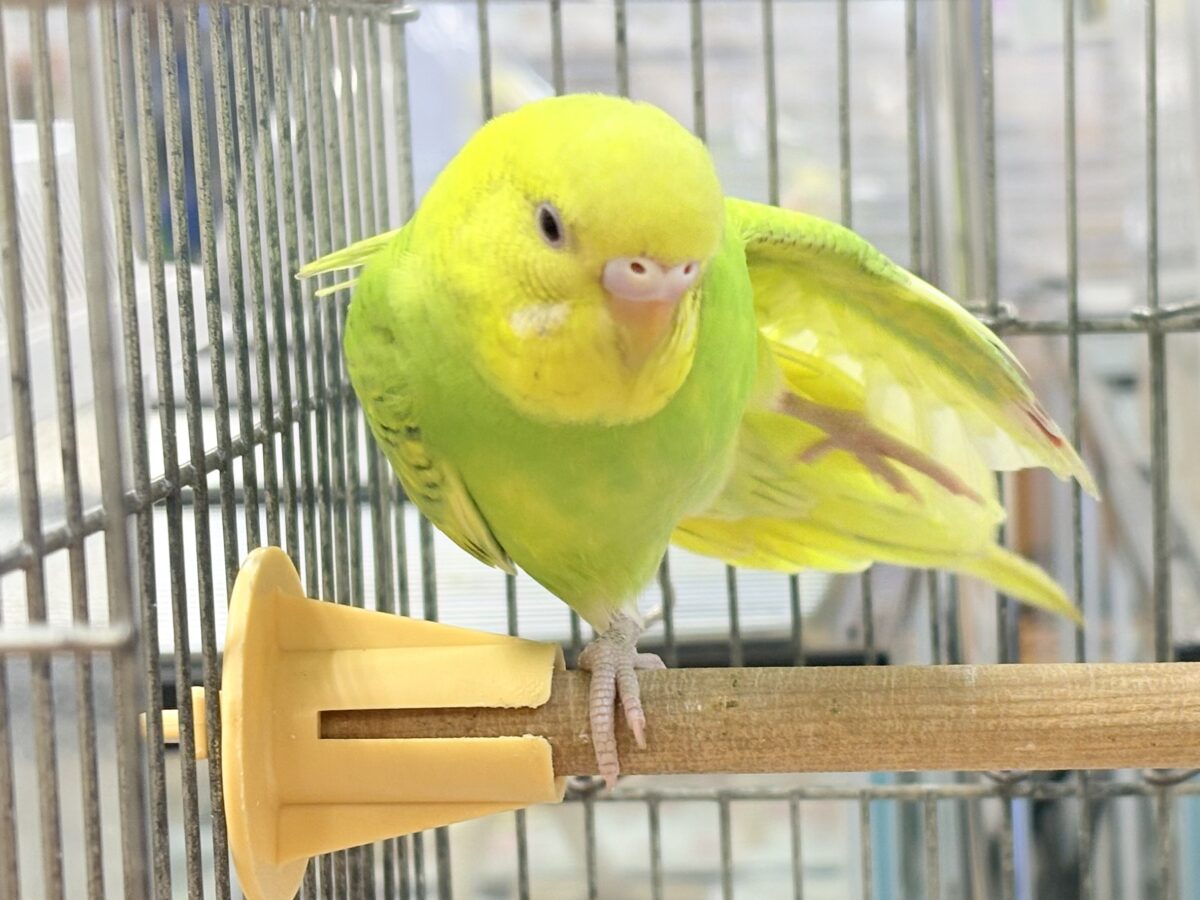セキセイインコ
