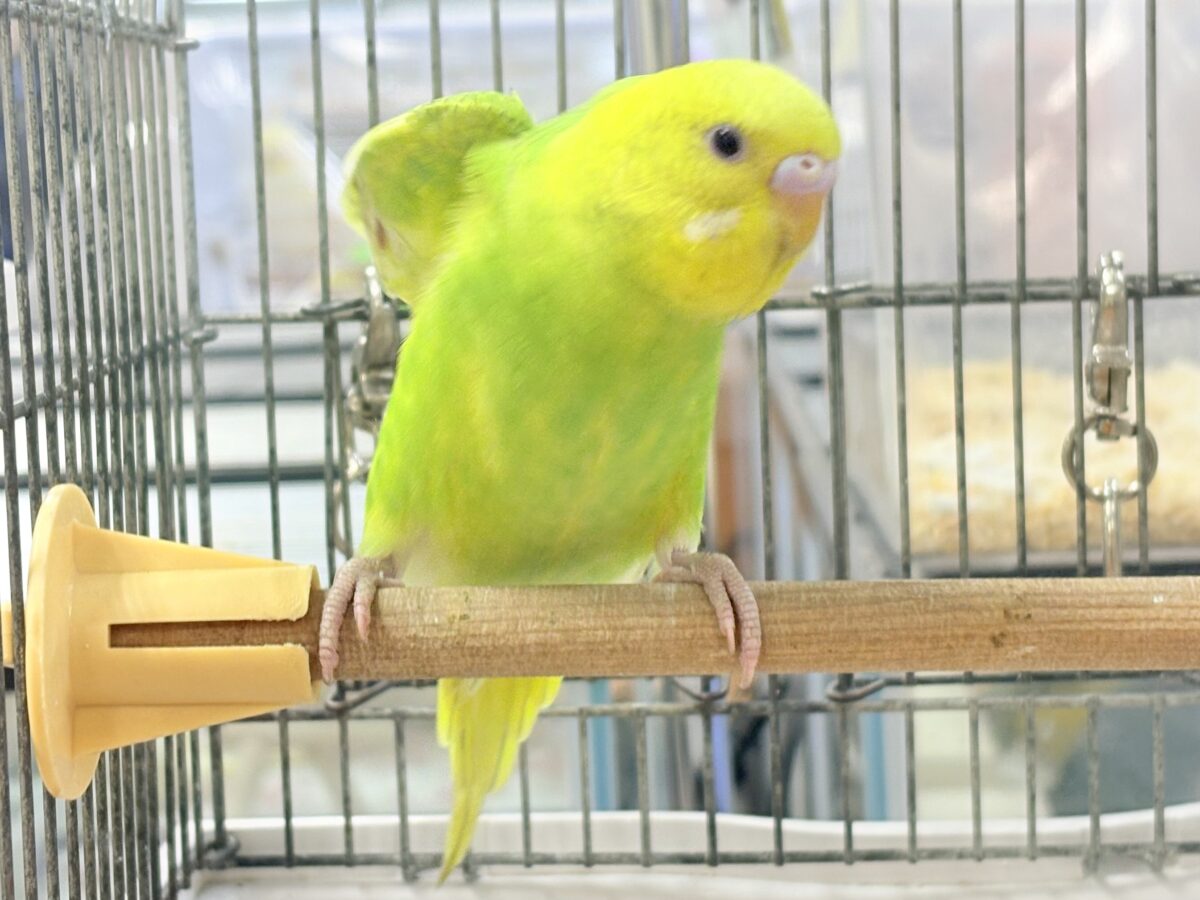 セキセイインコ