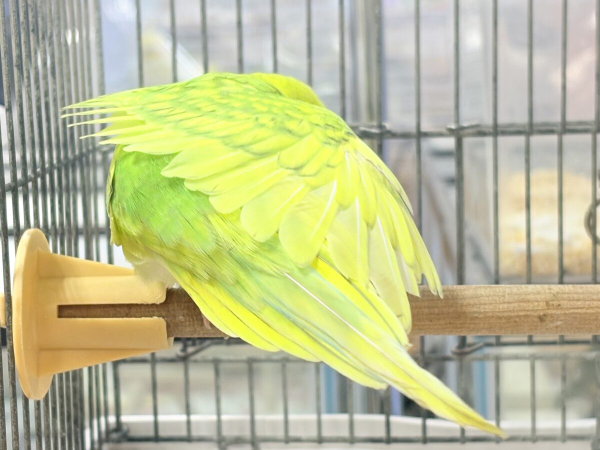 セキセイインコ