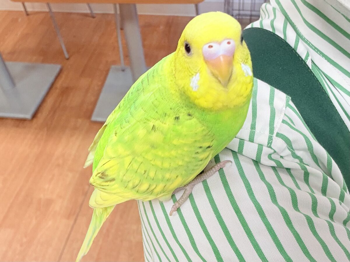 遊ぶの大好き‼️肩乗り大好き‼️セキセイインコ(スパングル)