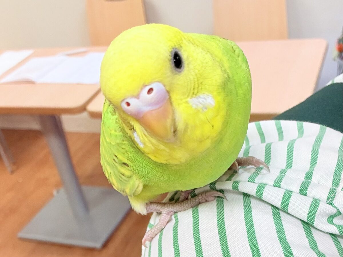 セキセイインコ