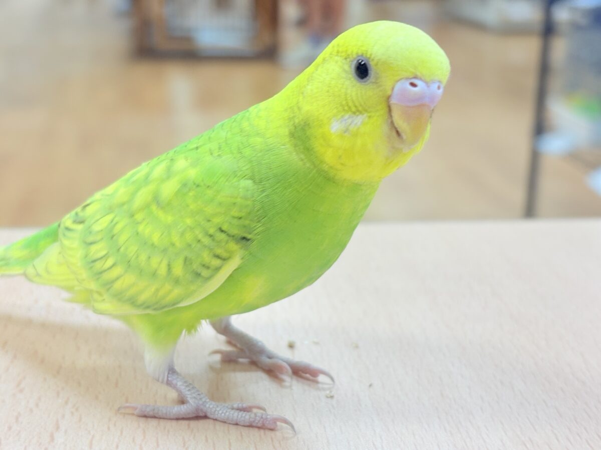 セキセイインコ