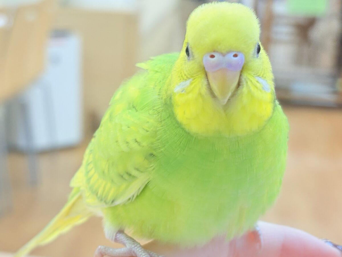 セキセイインコ