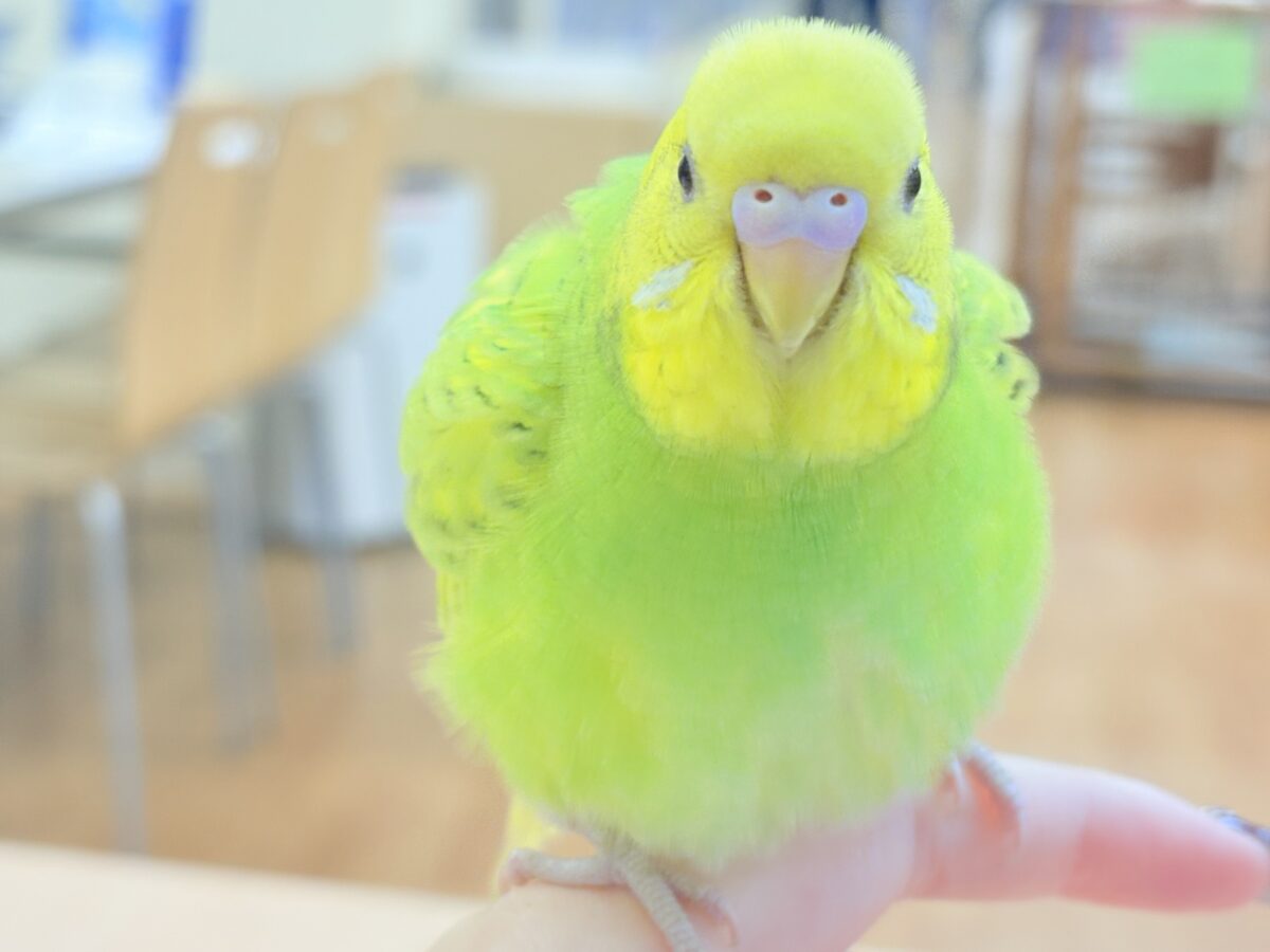 セキセイインコ