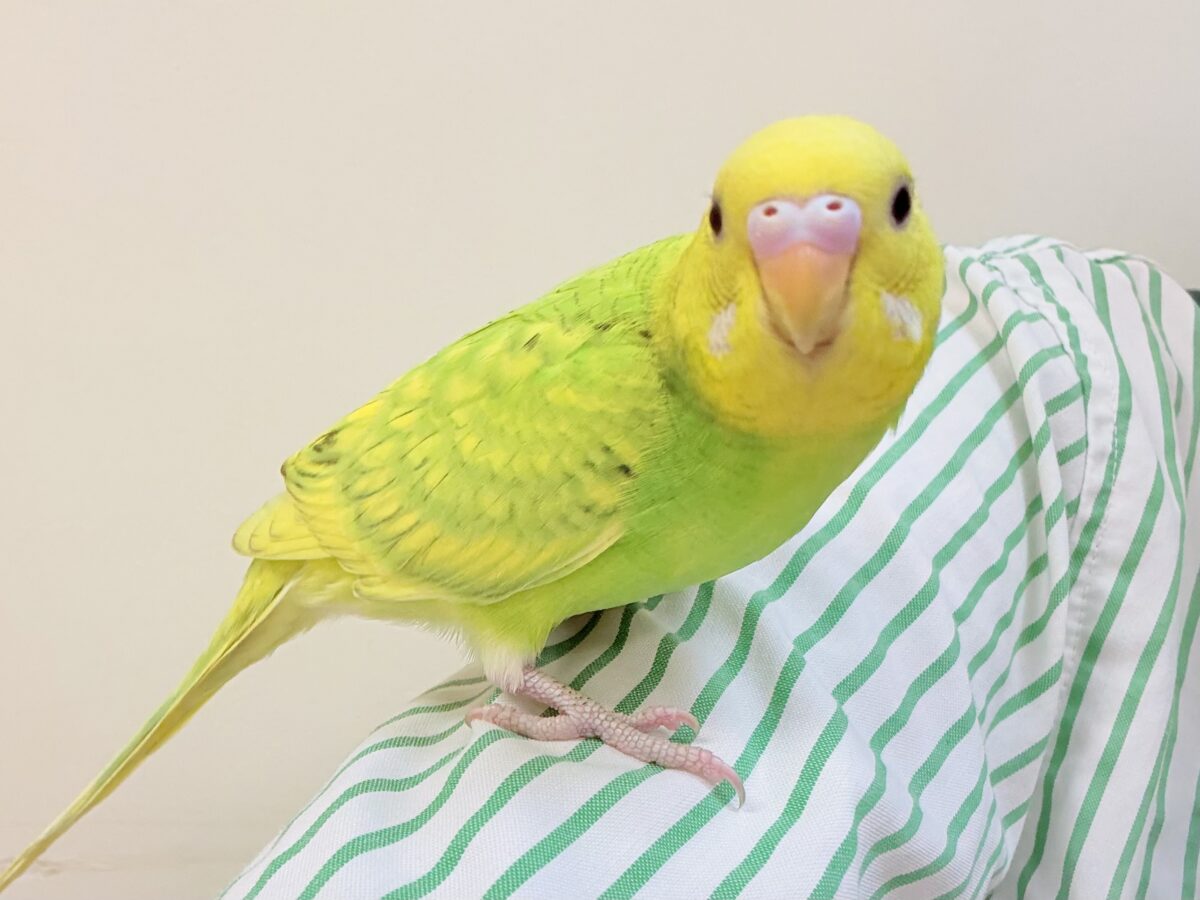 セキセイインコ