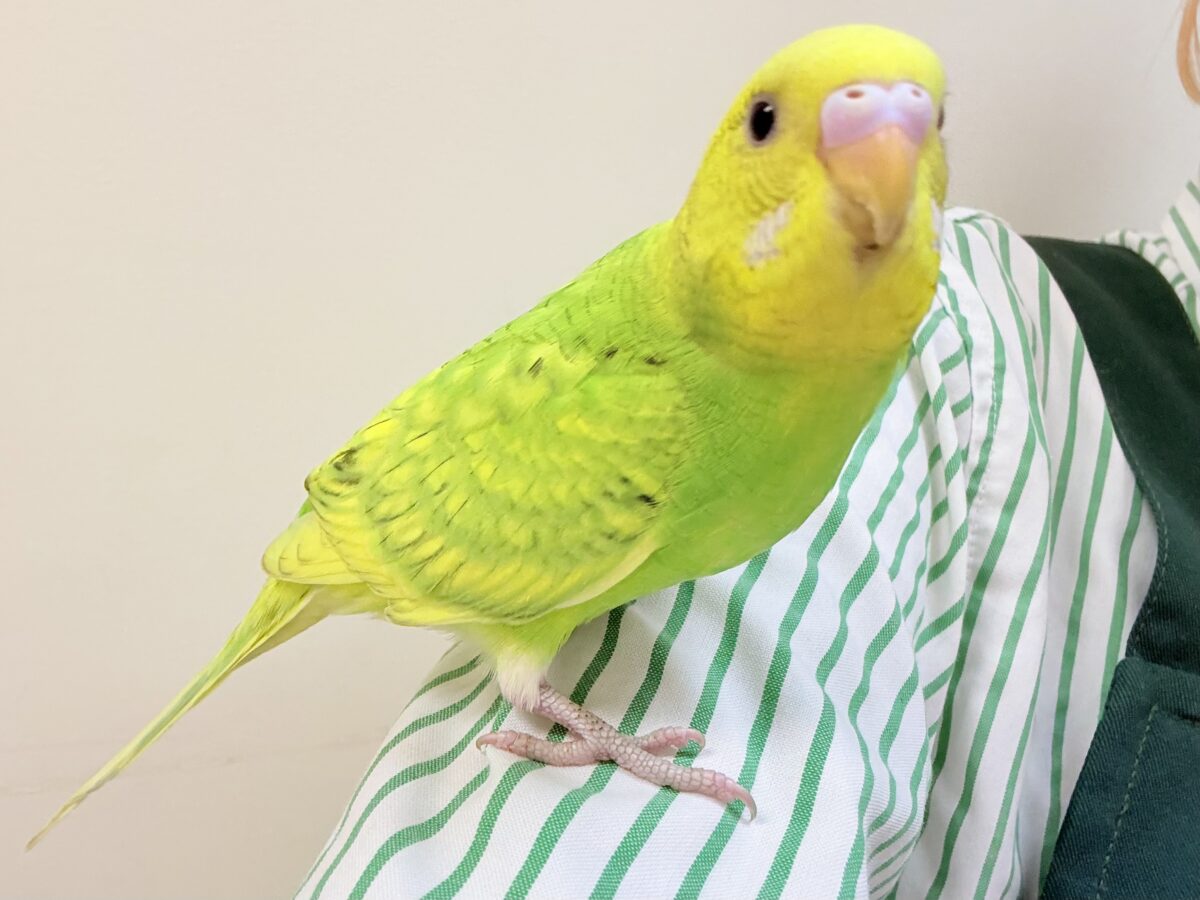 セキセイインコ