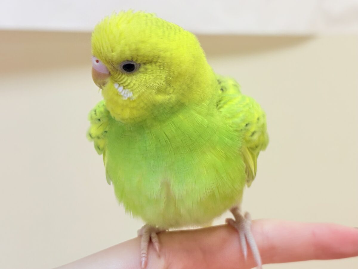 セキセイインコ