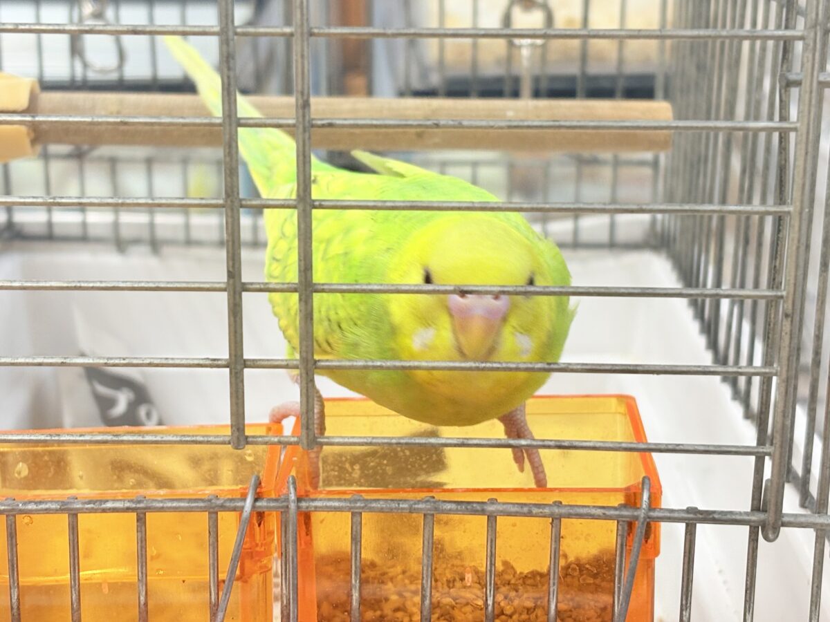 セキセイインコ