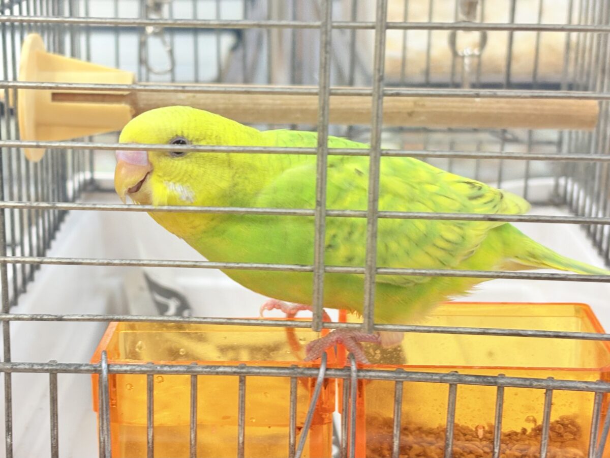 セキセイインコ