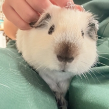 【最新画像更新🪄︎︎✨】将来はもっちもちになるんだっ🐹🍡🤍ロシアンスモークモルモット(ホワイト) 男の子