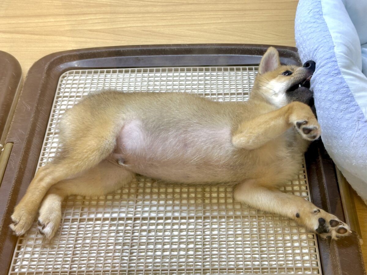 豆柴