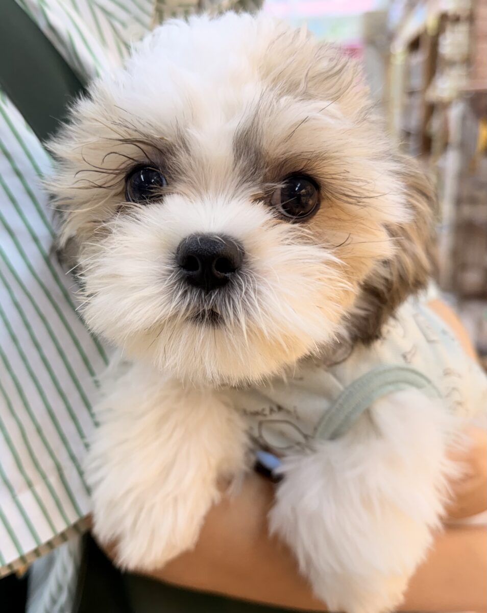 マルシーズの子犬くんが来ました✨