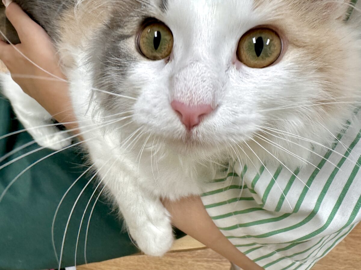 ノルウェージャンフォレストキャット