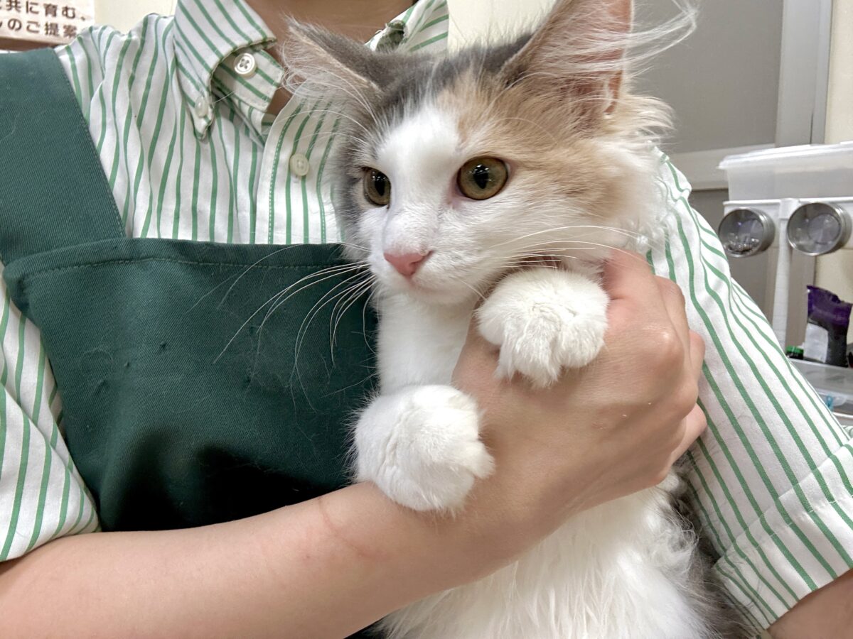 ノルウェージャンフォレストキャット