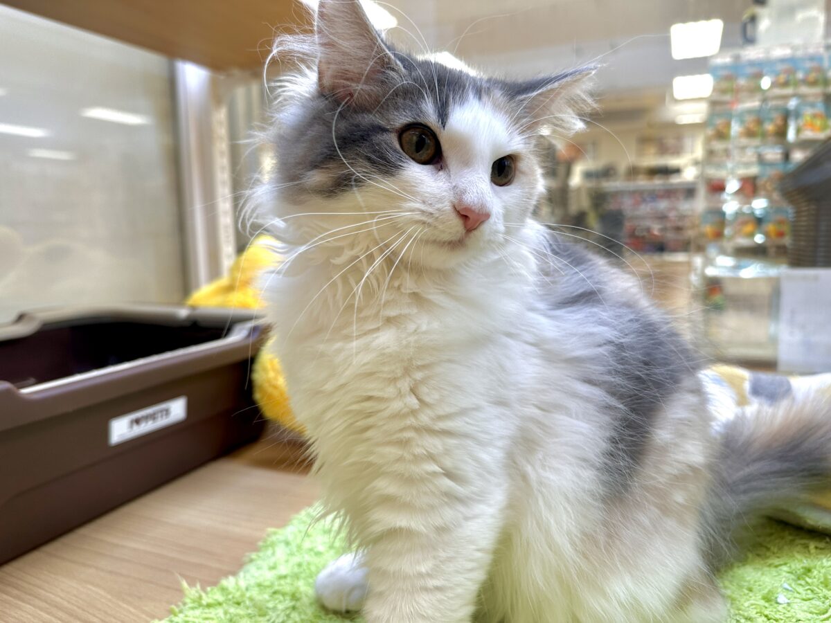 ノルウェージャンフォレストキャット