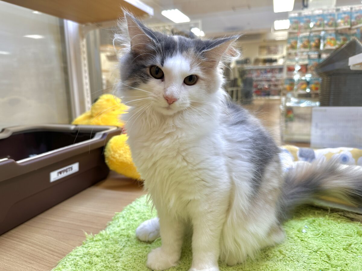 ノルウェージャンフォレストキャット