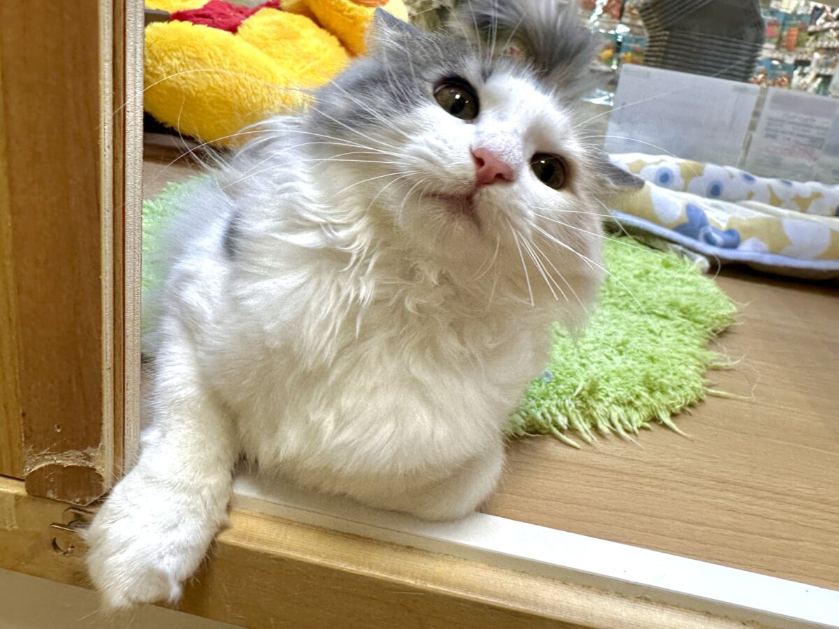 ノルウェージャンフォレストキャット