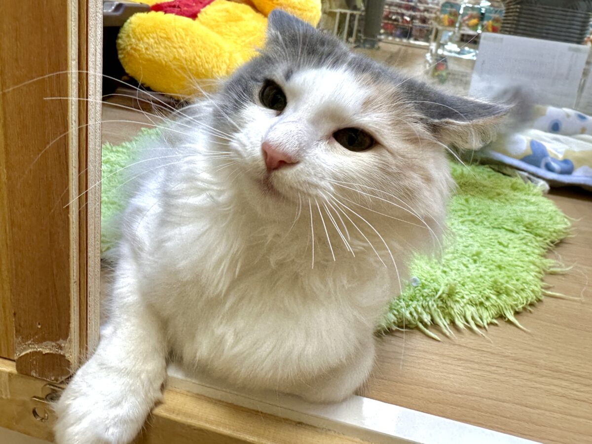 ノルウェージャンフォレストキャット