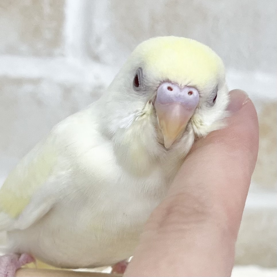 やさしいクリームカラー🍦💗✨　セキセイインコ（クリームルチノー）