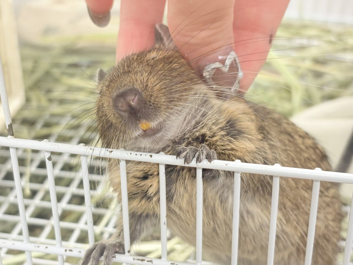 デグー