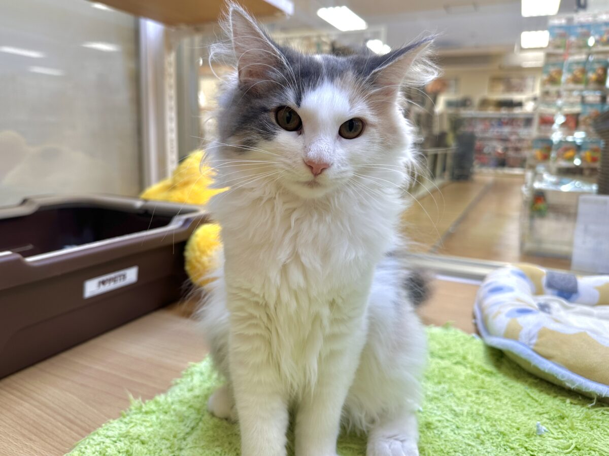 ノルウェージャンフォレストキャット