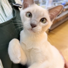 最新📷ふみふみが止まりませんっっっ！トンキニーズちゃん🐈