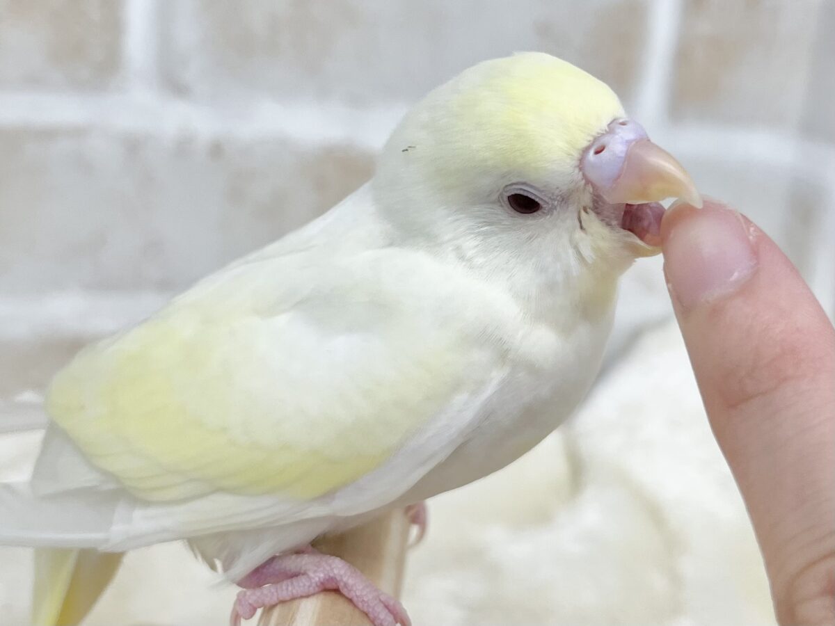 セキセイインコ