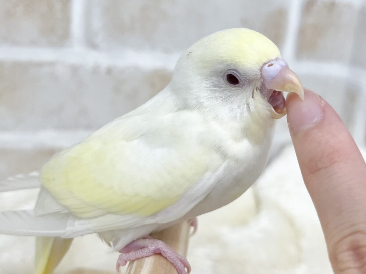 セキセイインコ