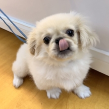 最新📷アザラシの子供？ペキくん来たよ！