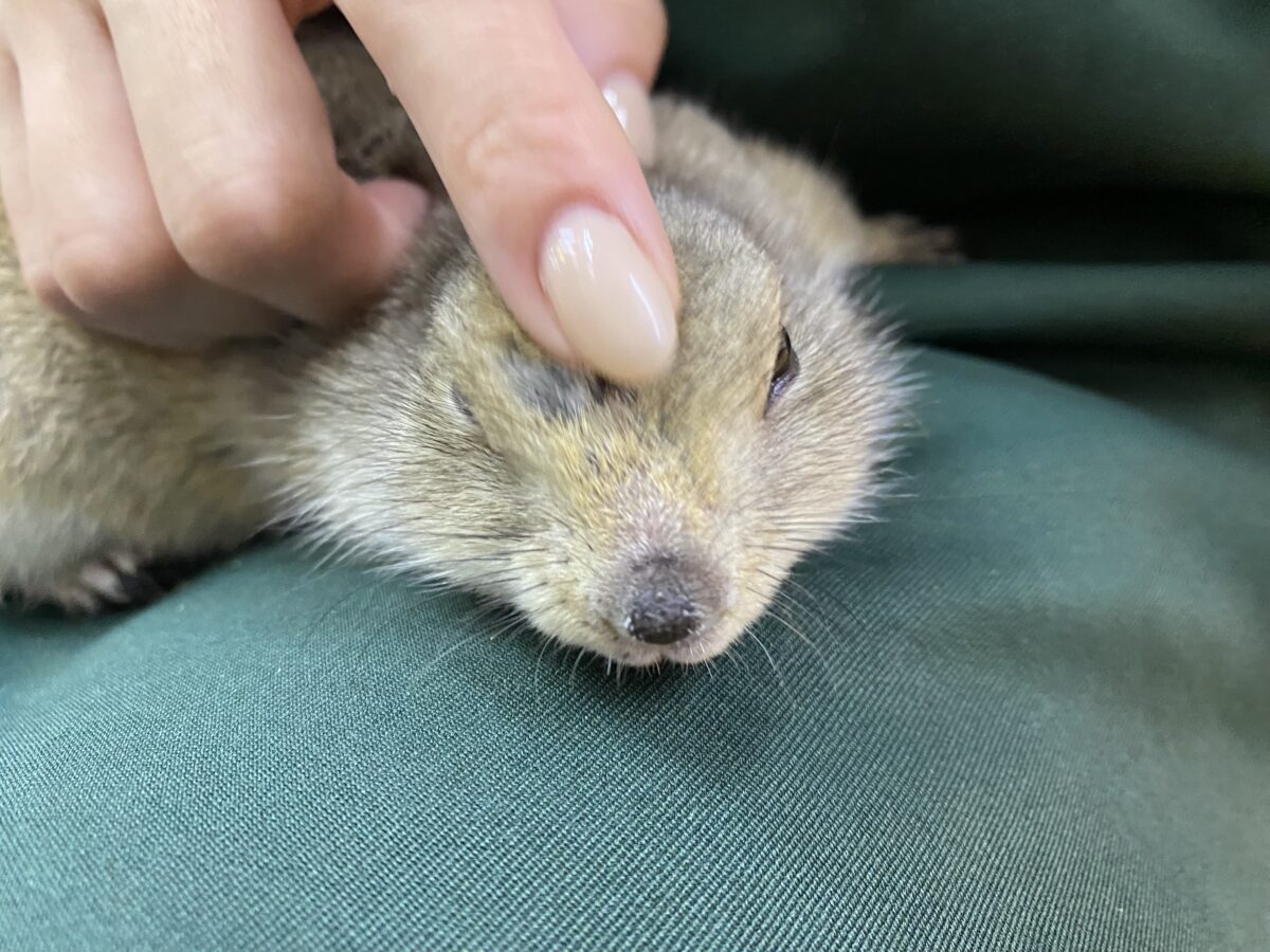 リチャードソンジリス