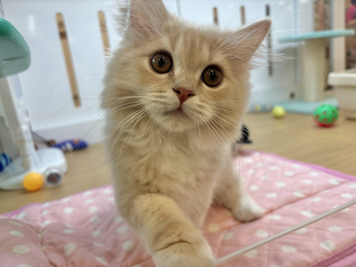 ラガマフィン