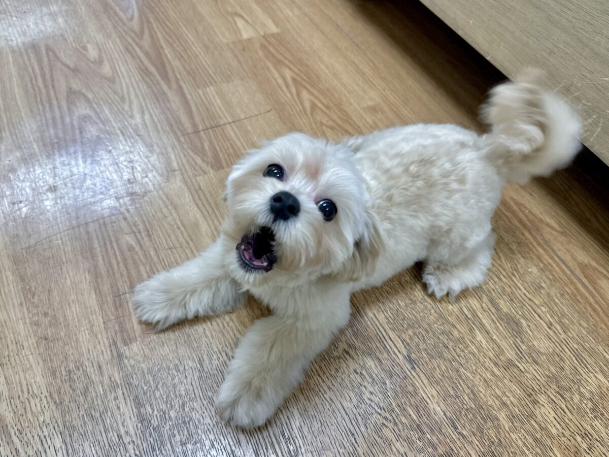 マルプー
