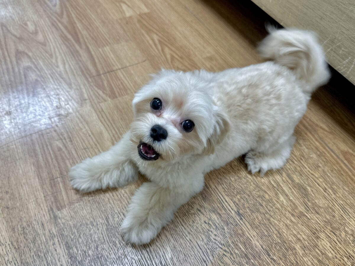 マルプー