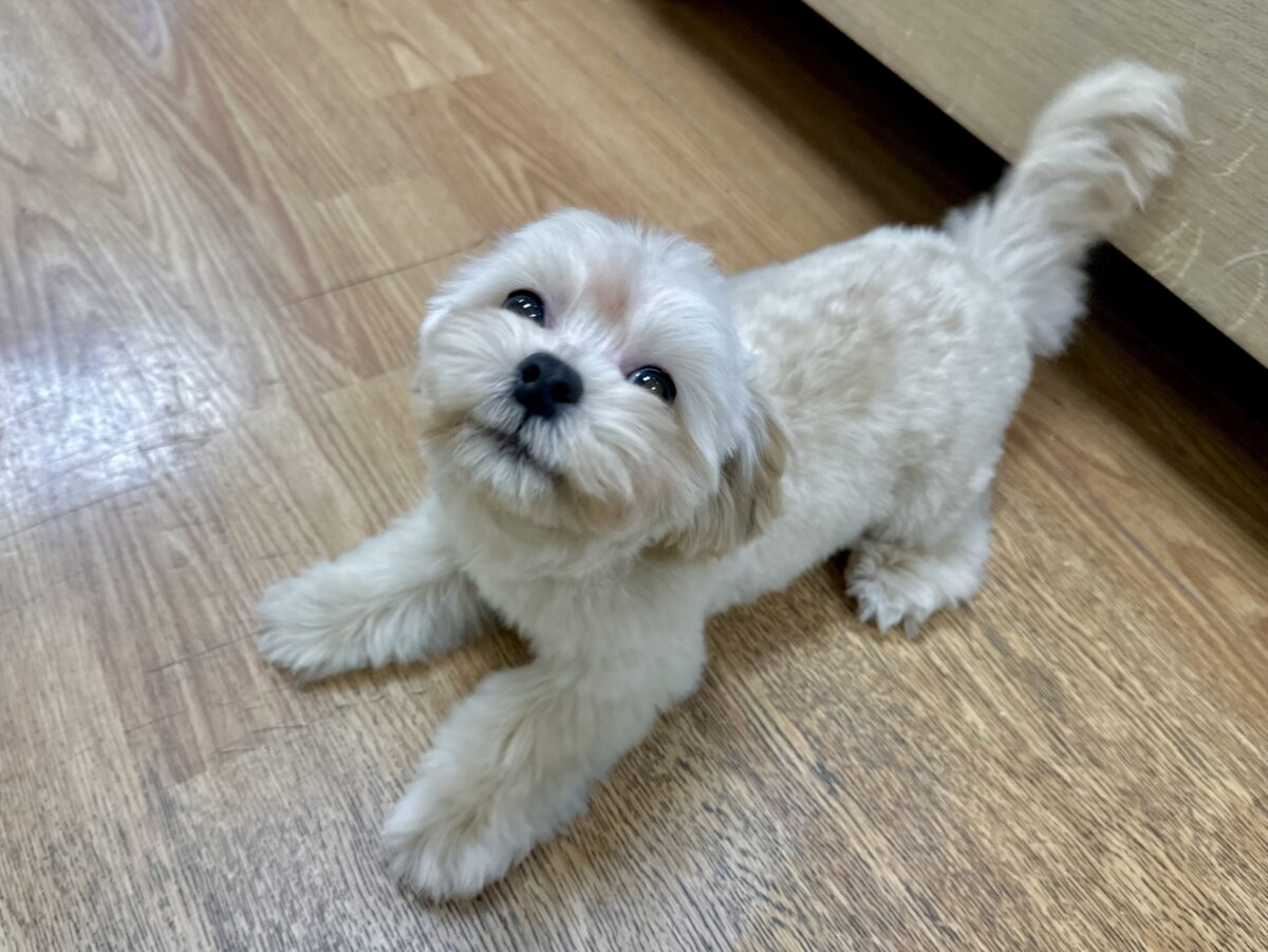 マルプー