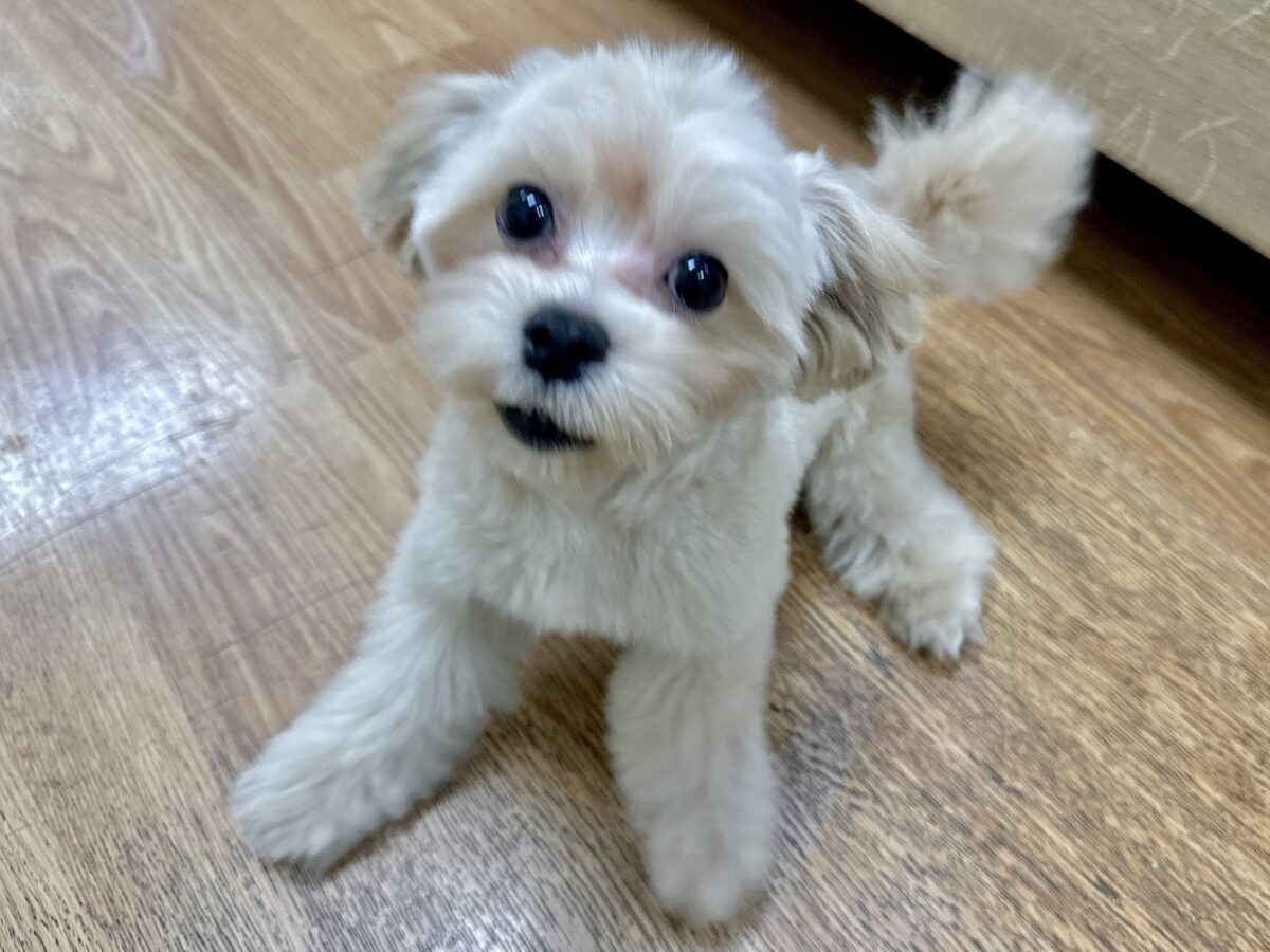 マルプー