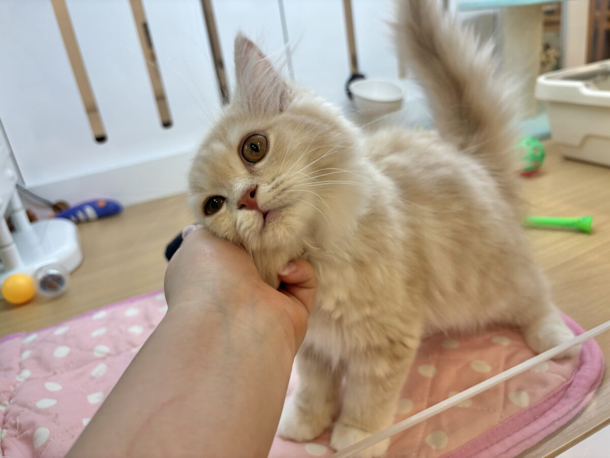 ラガマフィン