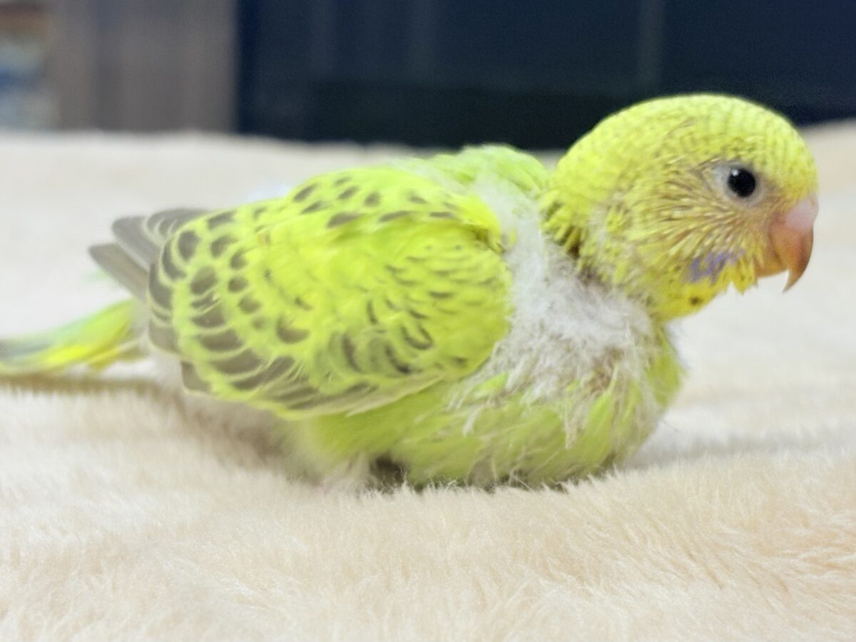 セキセイインコ