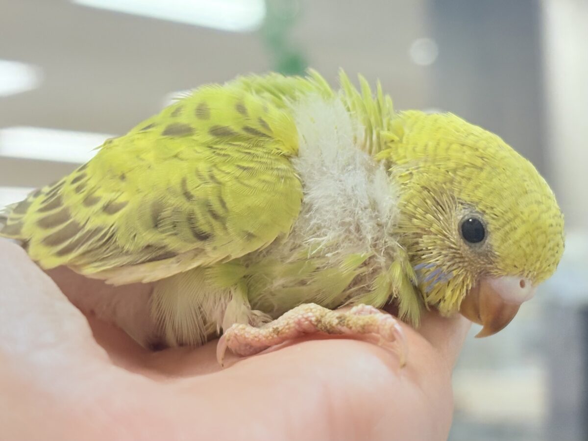 セキセイインコ