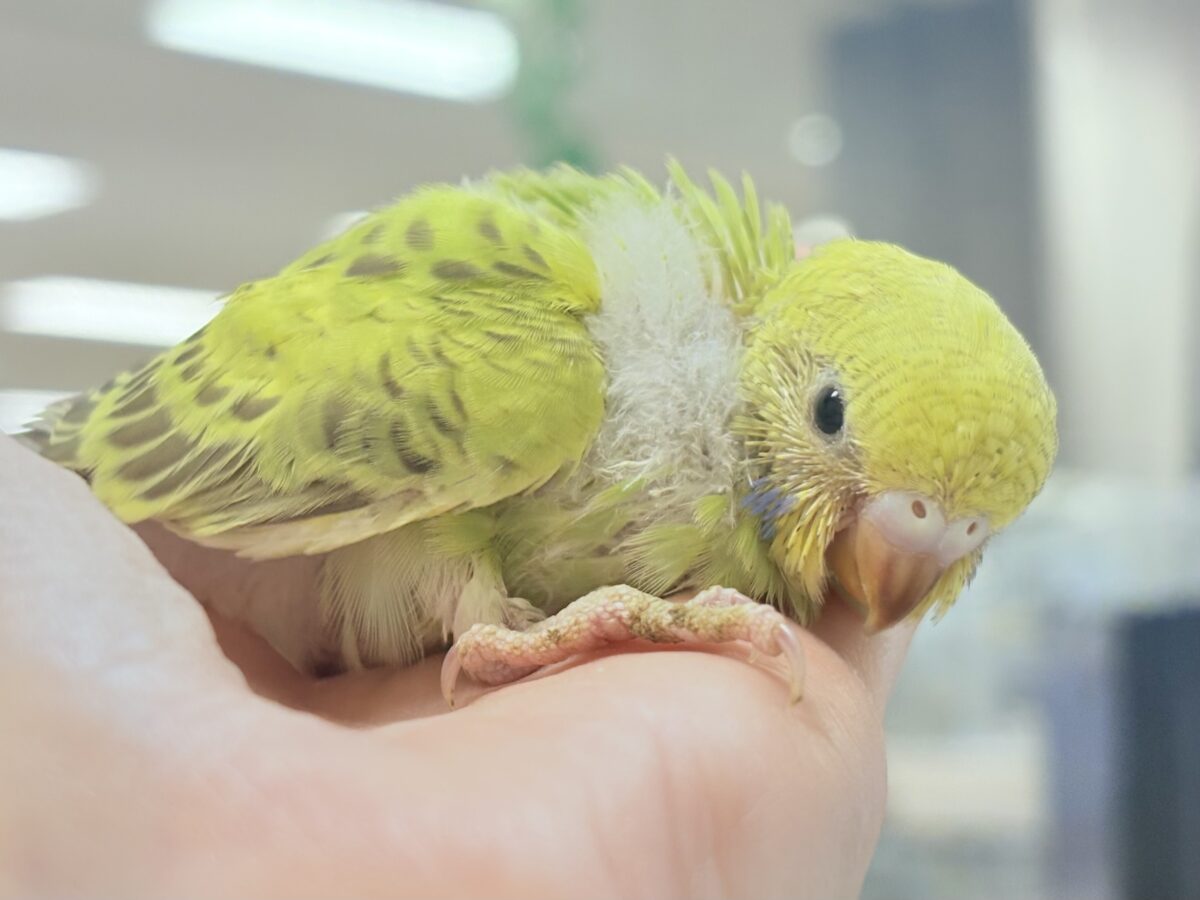 セキセイインコ