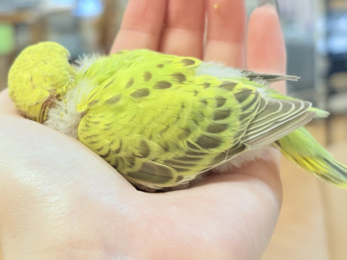 セキセイインコ