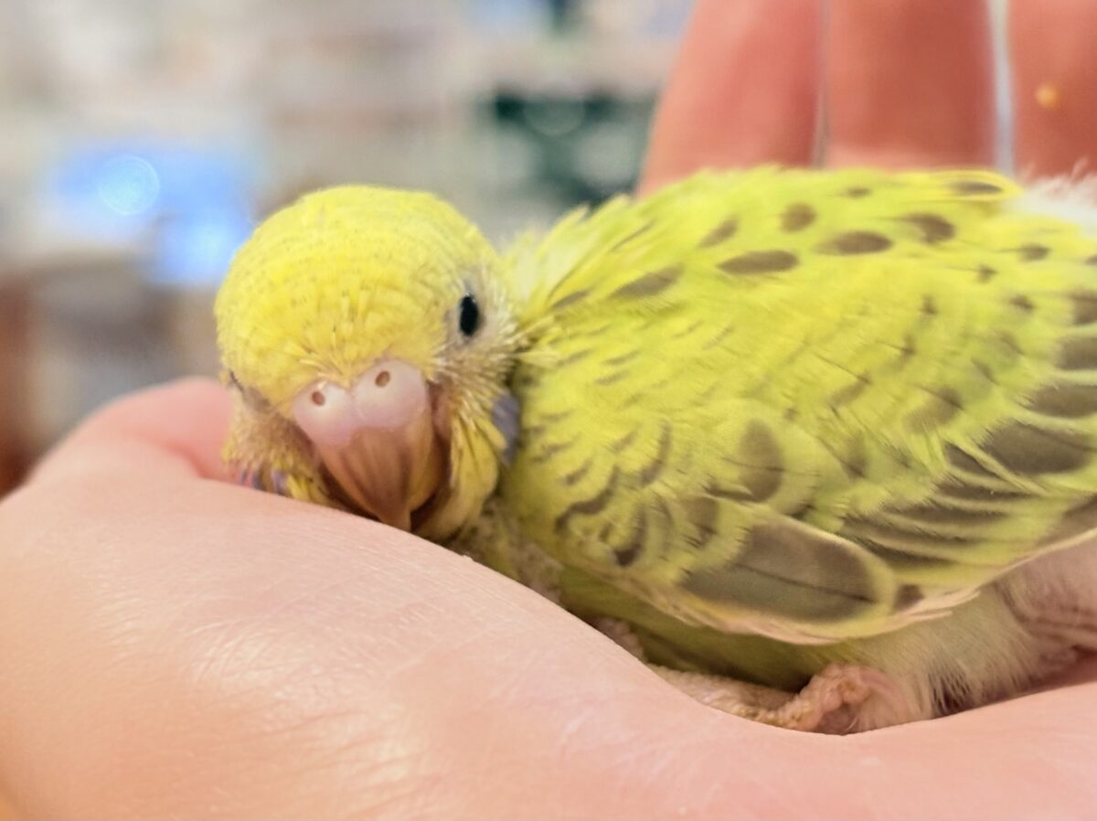 セキセイインコ