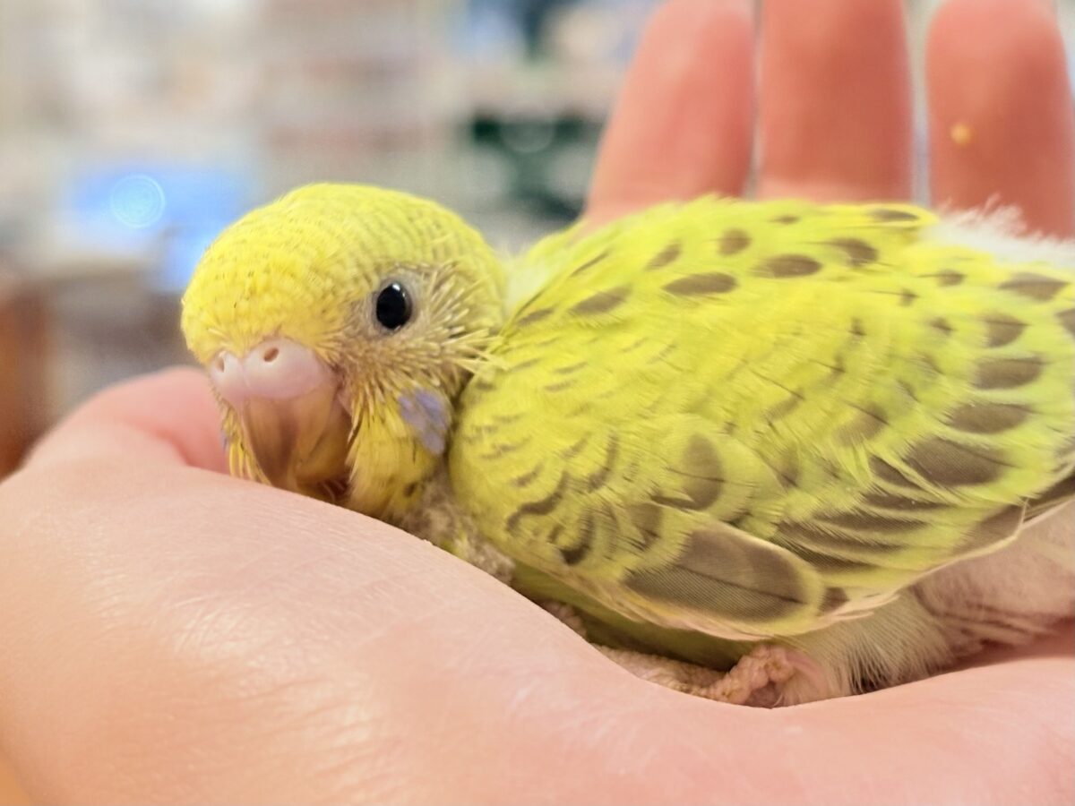 なんとも珍しいシナモンカラー👀✨️セキセイインコ(シナモンオパーリン)ヒナ