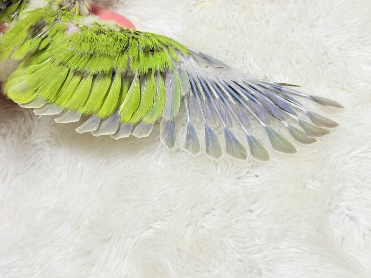 抹茶ラテでひと息いかが?🍵𓈒𓏸︎︎︎︎ 𓈒𓂂𓏸オキナインコ(パリド) ヒナ オキナインコ