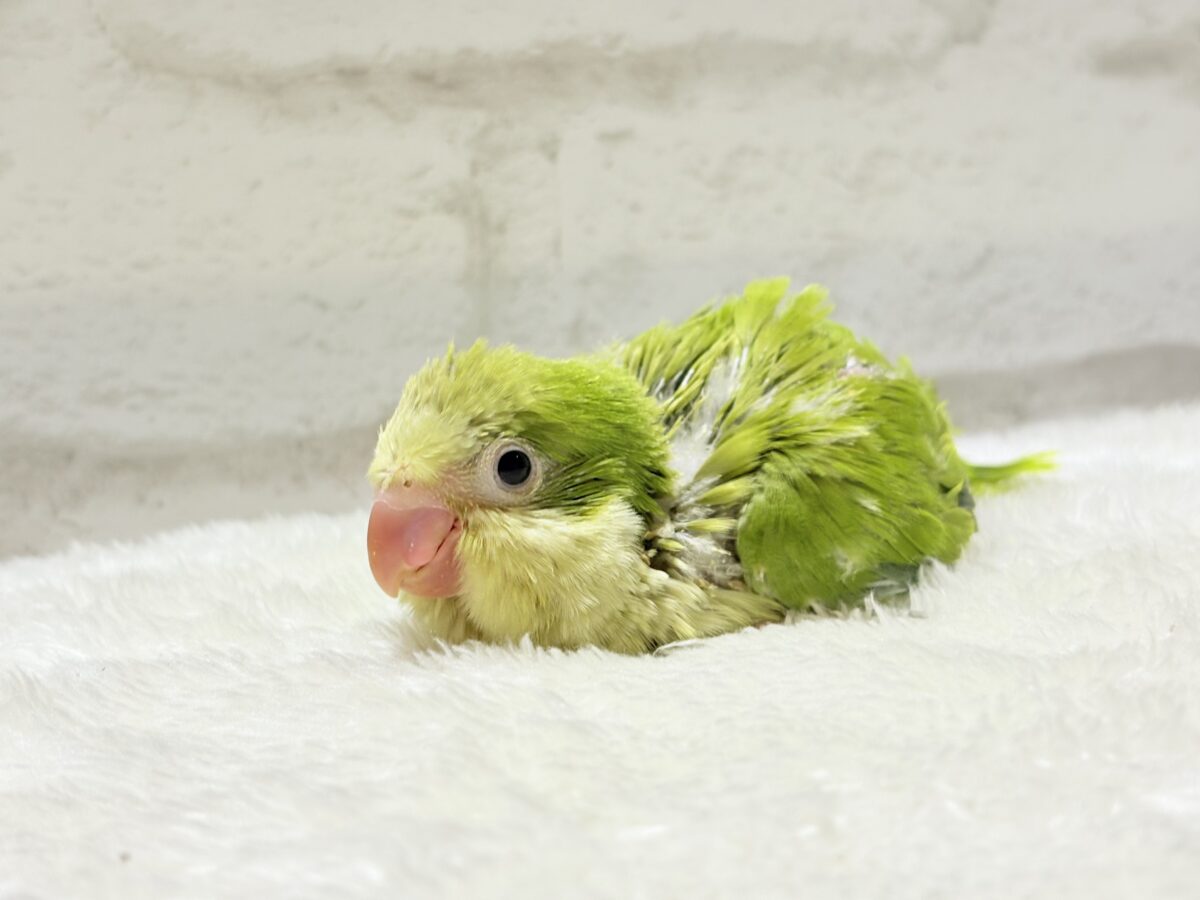 オキナインコ
