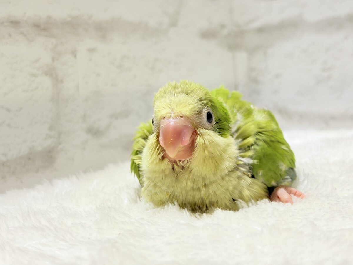 抹茶ラテでひと息いかが?🍵𓈒𓏸︎︎︎︎ 𓈒𓂂𓏸オキナインコ(パリド) ヒナ オキナインコ