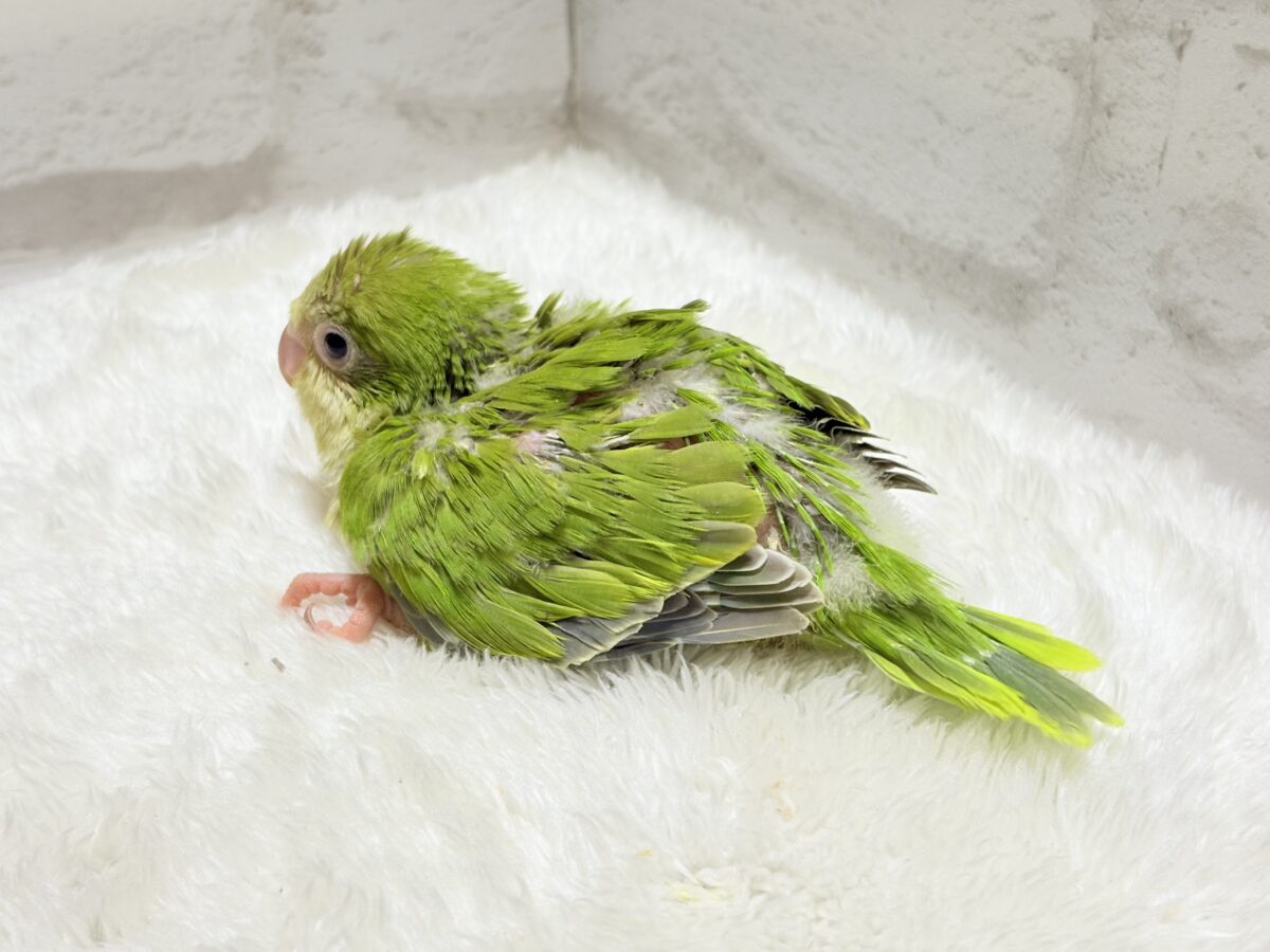 オキナインコ