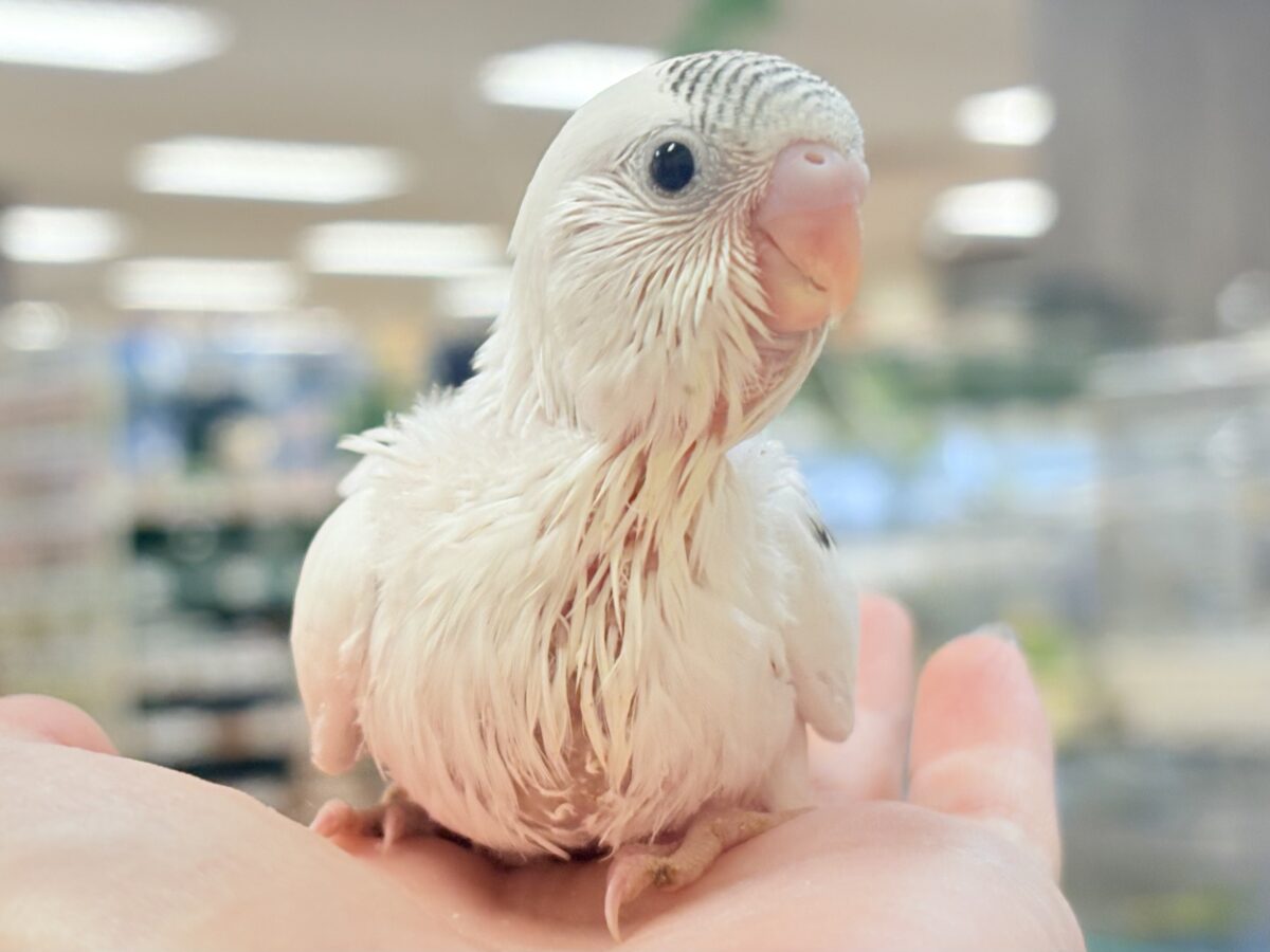 セキセイインコ