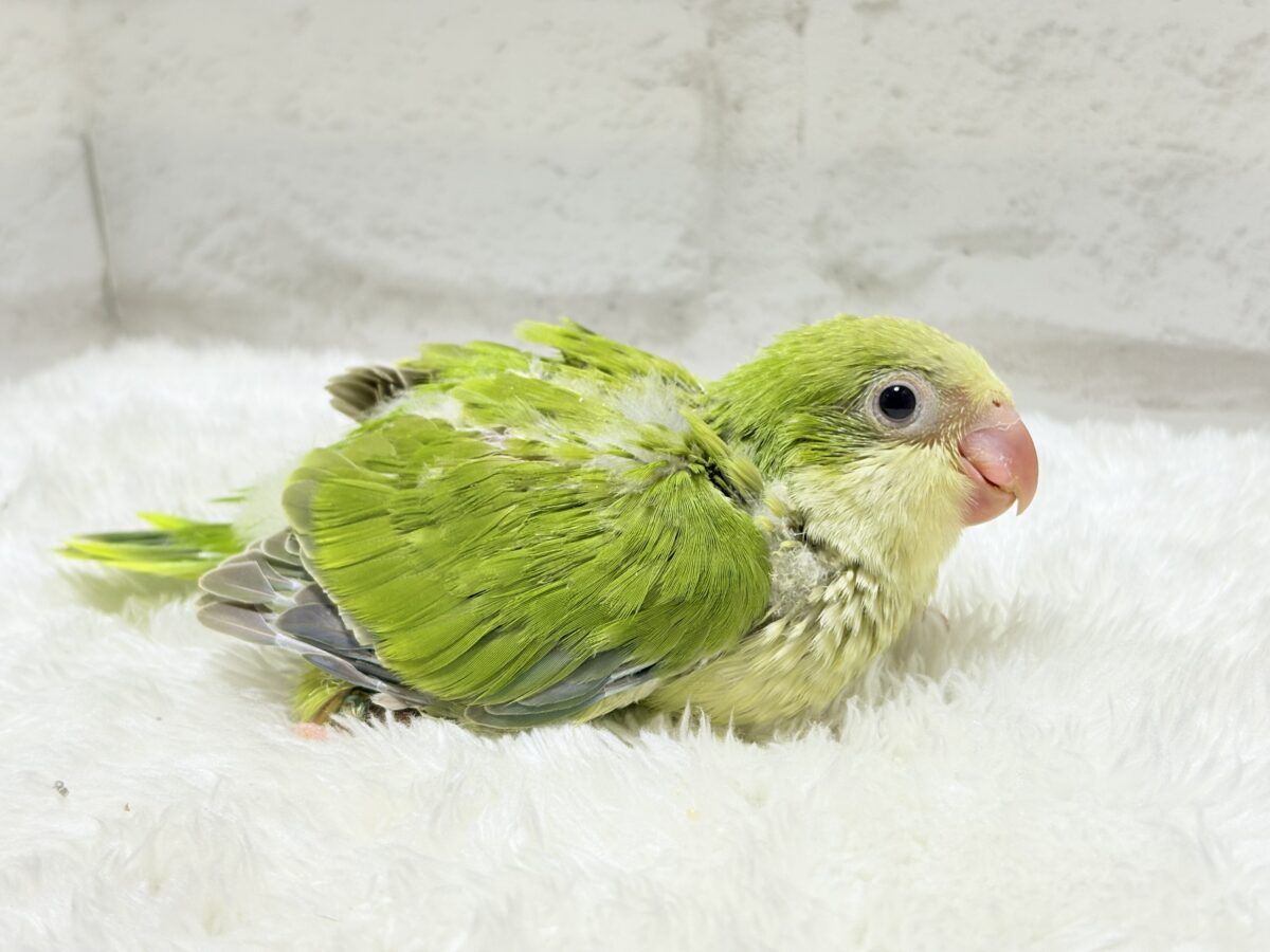 オキナインコ