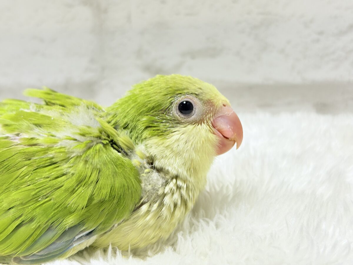 オキナインコ